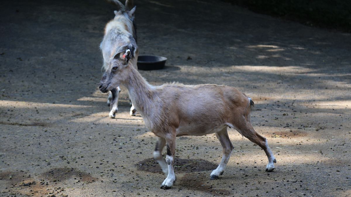 bronx zoo - tierpark der superlative