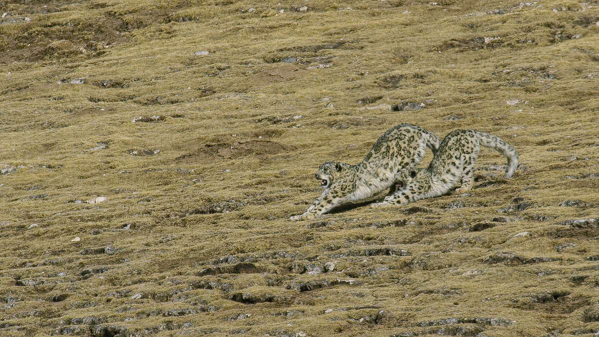 unglaubliche jagdtaktiken wilder katzen