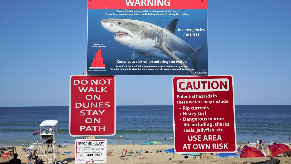 die weißen haie von cape cod