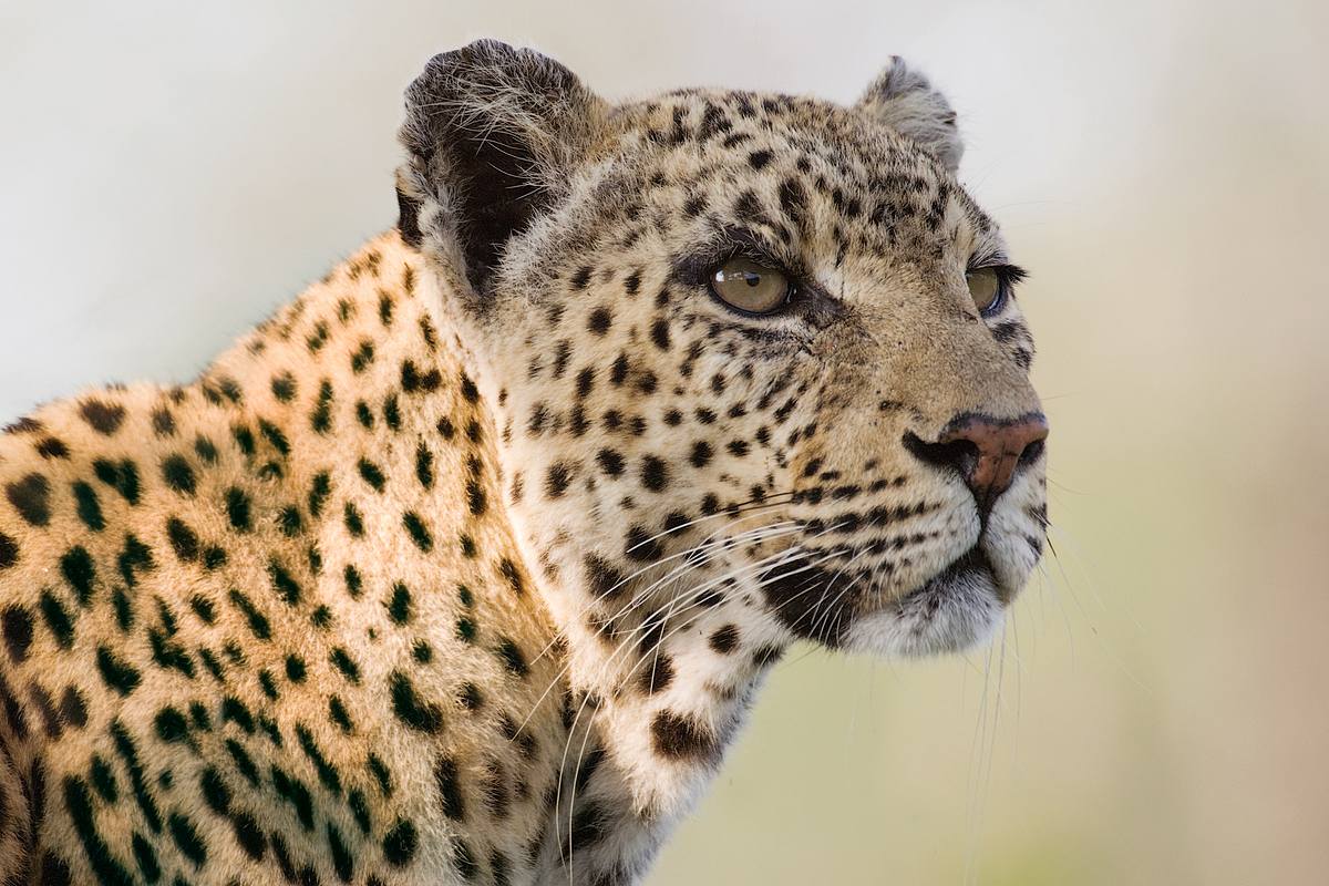 Unglaubliche Jagdtaktiken wilder Katzen unglaubliche jagdtaktiken wilder katzen