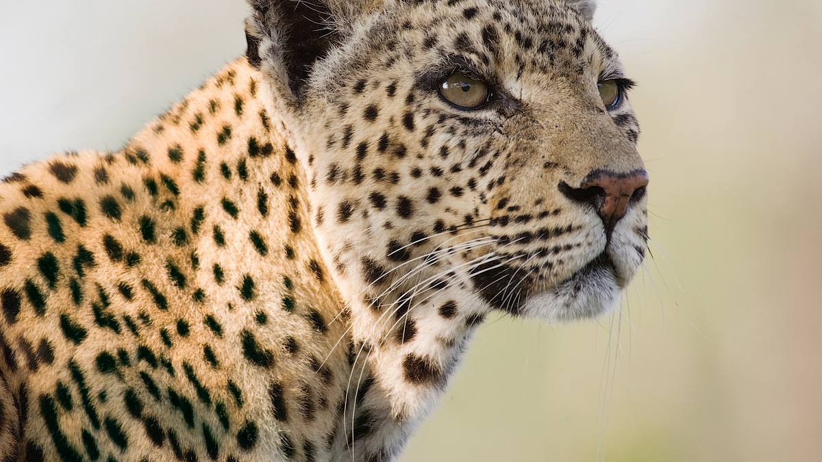 unglaubliche jagdtaktiken wilder katzen