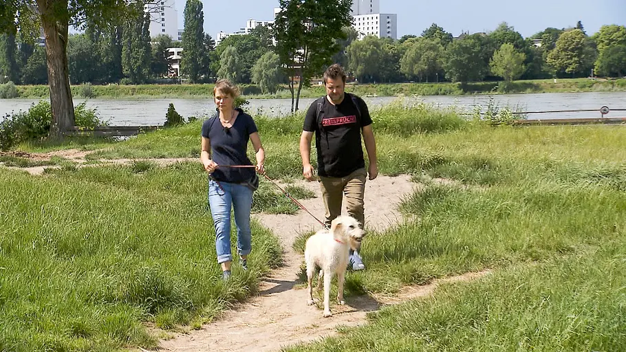 der hundeprofi