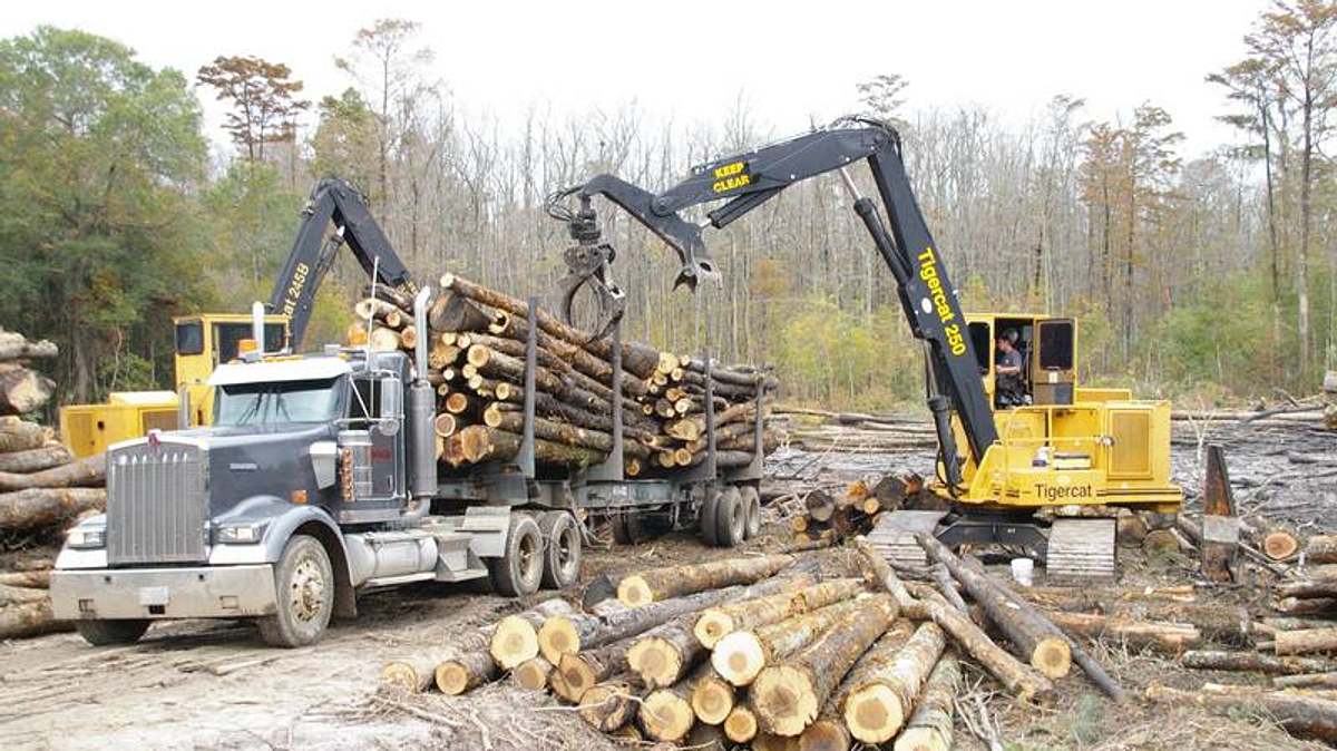 holzfäller extrem