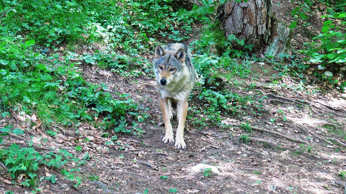 abenteuer wildnis