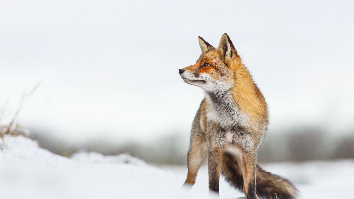 wildes transsilvanien