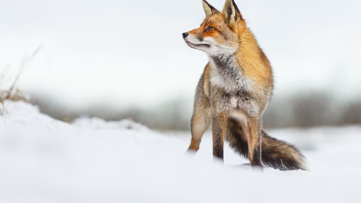 wildes transsilvanien