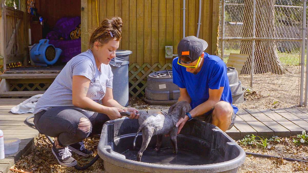 Pitbulls auf Bewährung pitbulls auf bewährung