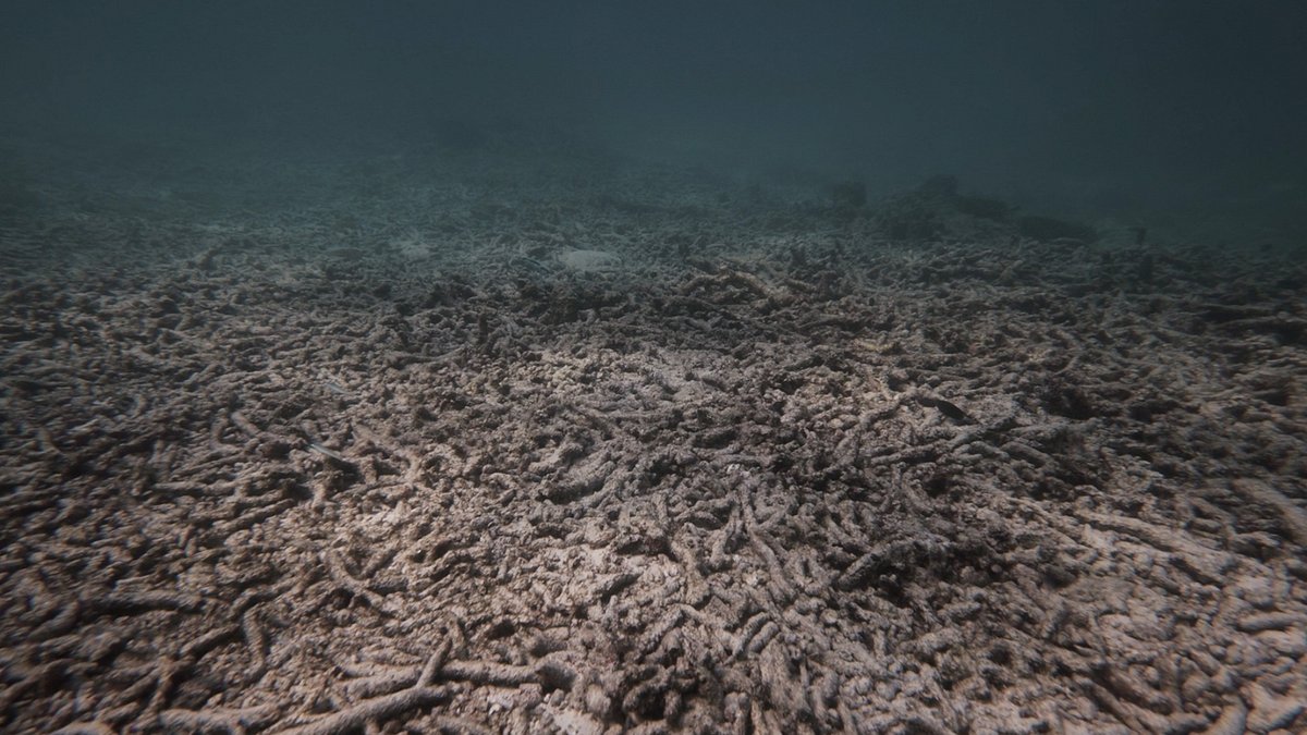 Reefs of Hope - Die Korallenretter reefs of hope - die korallenretter