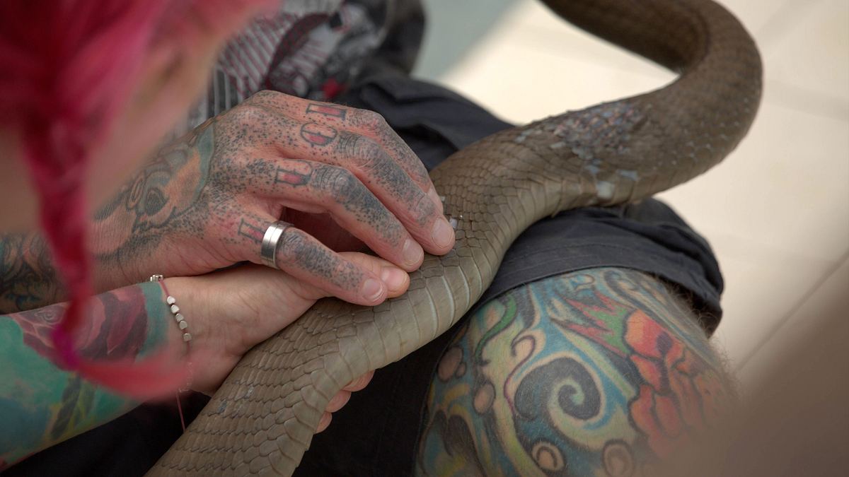 snakes in the city