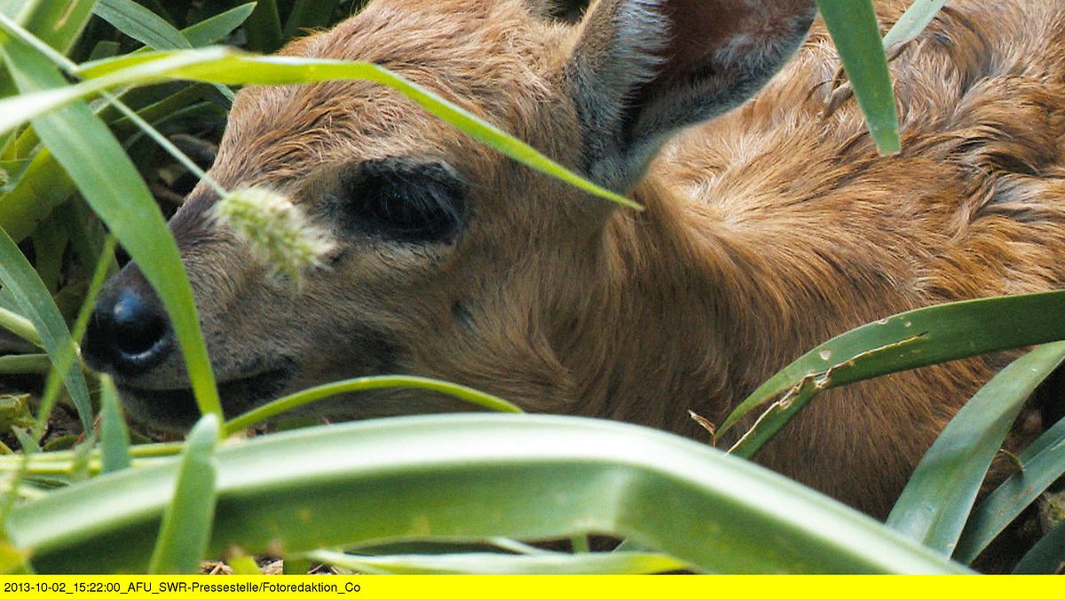 das waisenhaus für wilde tiere - abenteuer afrika