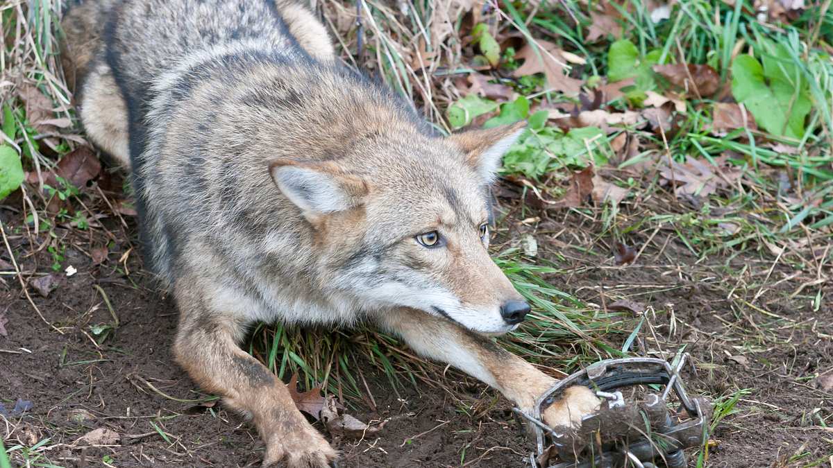 tierische eroberer