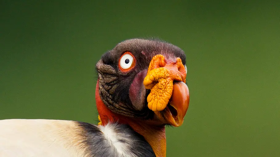 tierisch aufgeforstet