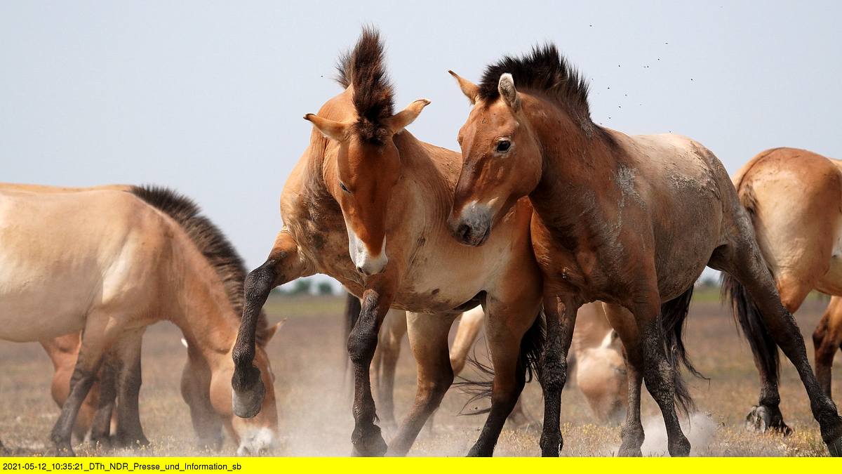 ungarns wilde pferde - in den weiten der puszta