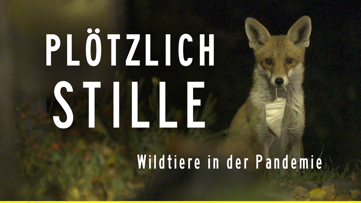 plötzlich stille - wildtiere in der pandemie
