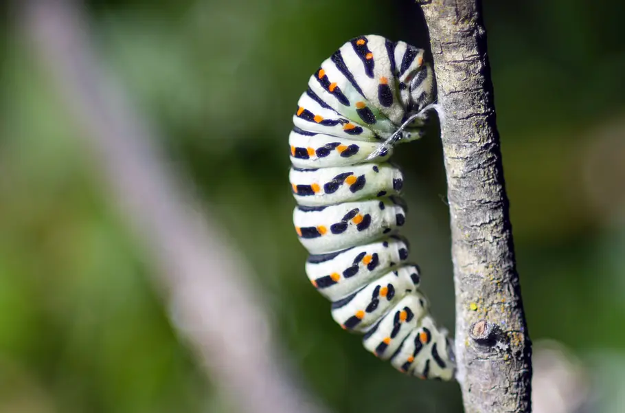 Schmetterlinge!!! - Superhelden der Natur schmetterlinge!!! - superhelden der natur
