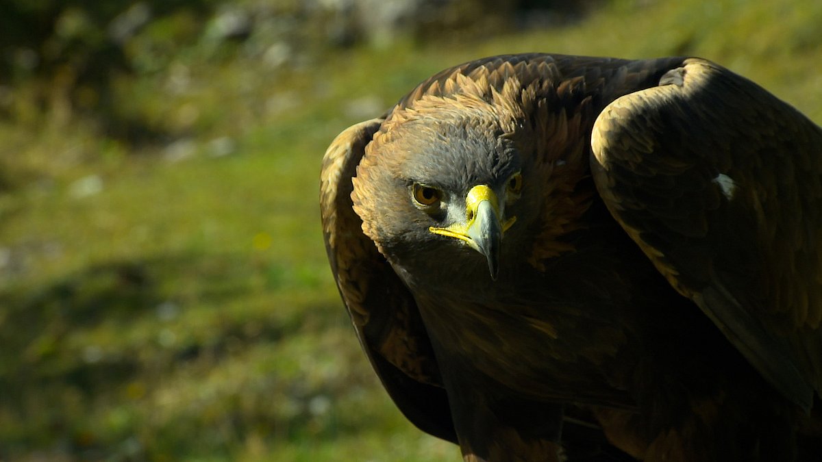 tierwelt der alpen