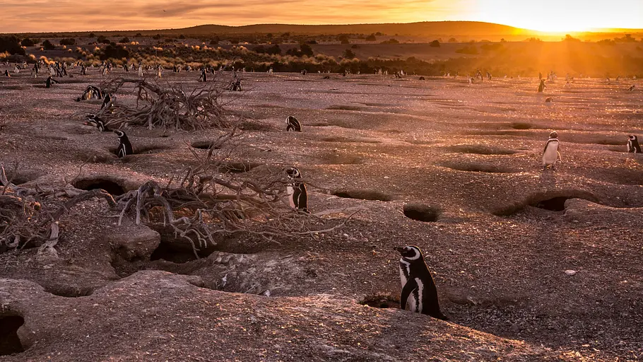 Wildes Patagonien wildes patagonien