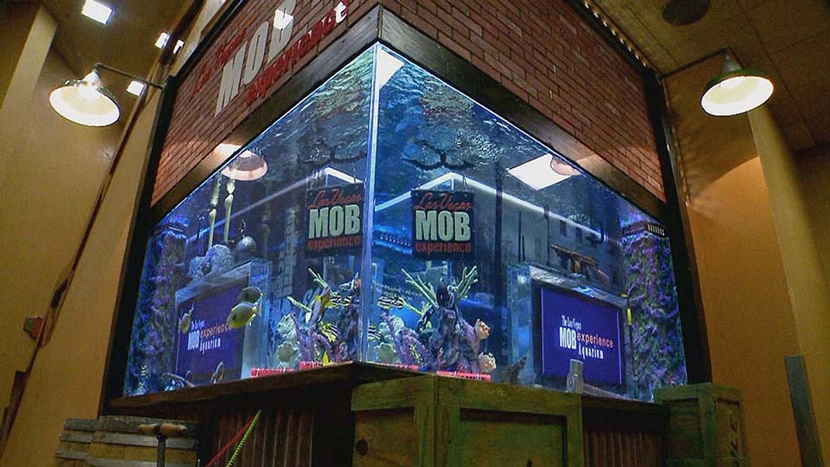 die aquarium-profis