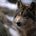 Wilder Grenzgänger - Der Wolf ist zurück Thumbnail