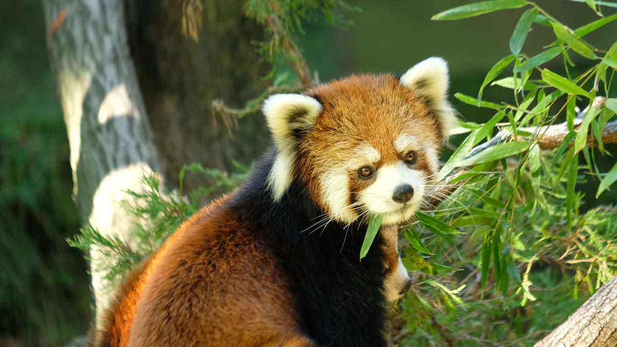 bronx zoo - tierpark der superlative