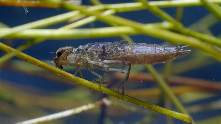 Tierische Überflieger tierische überflieger