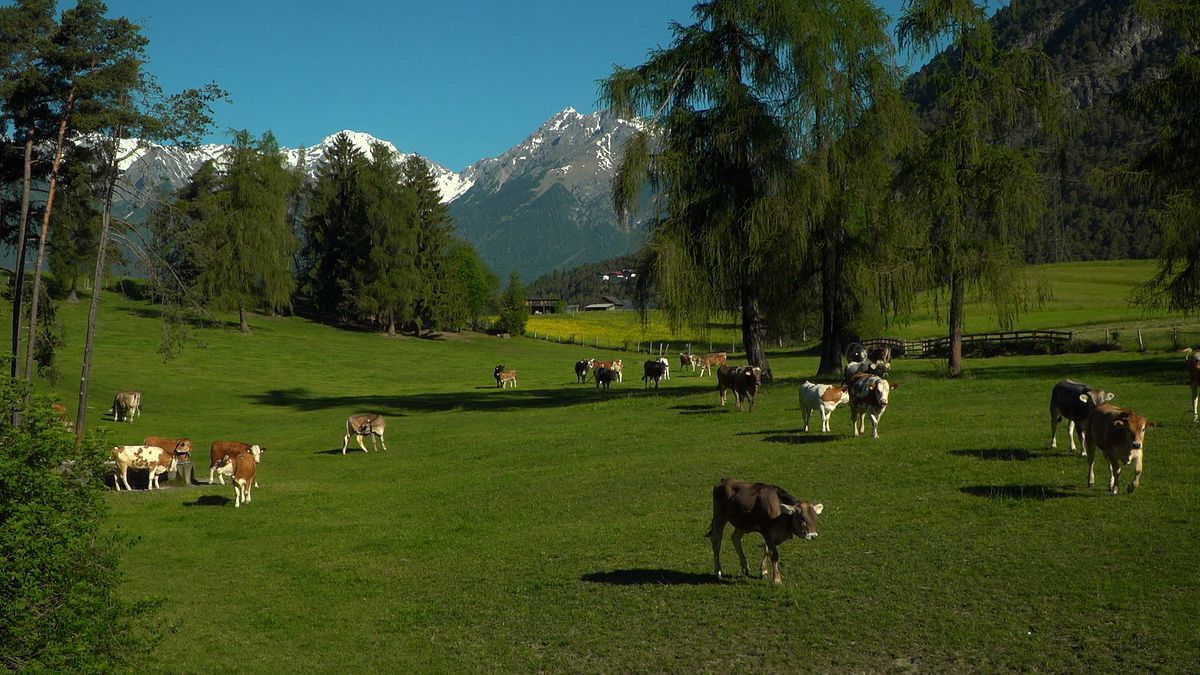 tierwelt der alpen