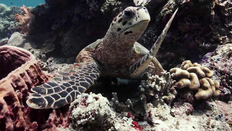 Sipadan - ein Tag am Riff sipadan - ein tag am riff