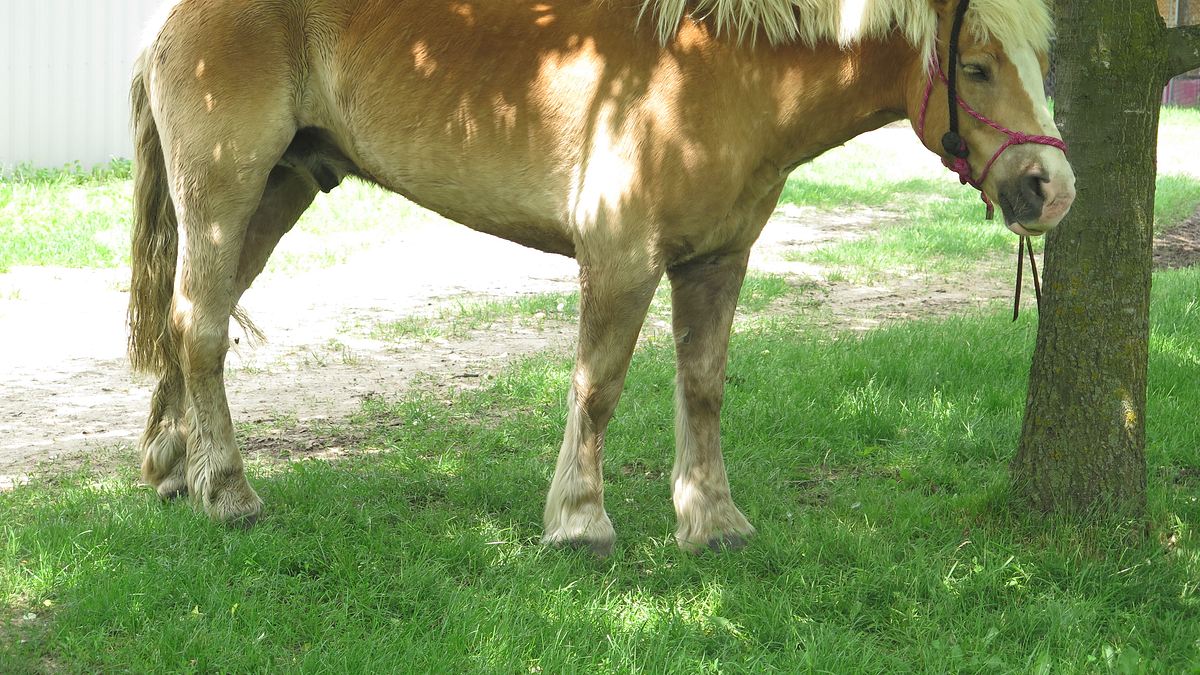 der unglaubliche dr. pol