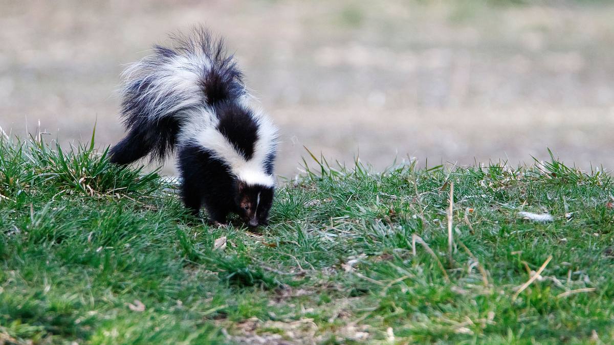 Die Superkräfte der Tiere die superkräfte der tiere