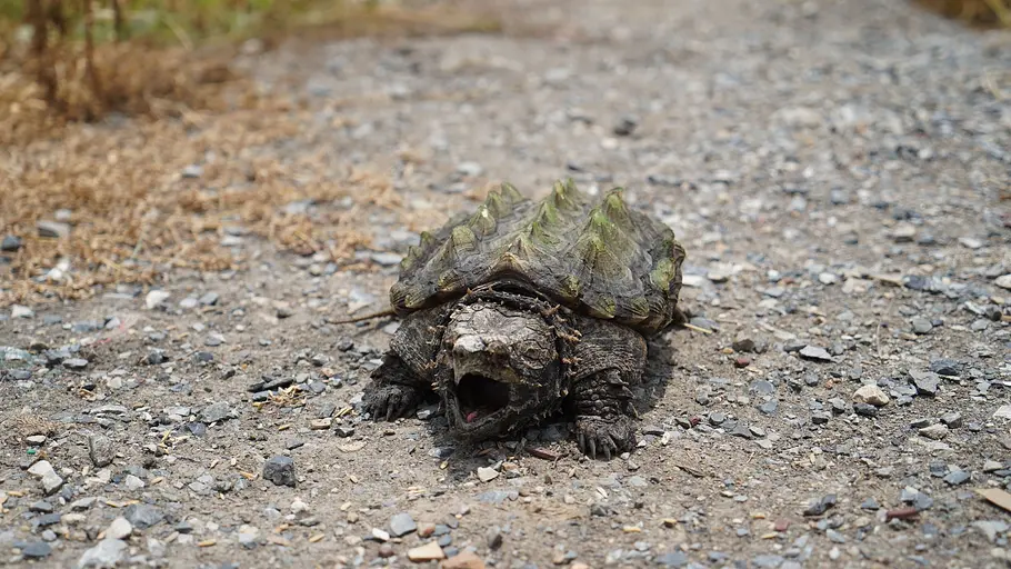 Tierische Superhelden tierische superhelden