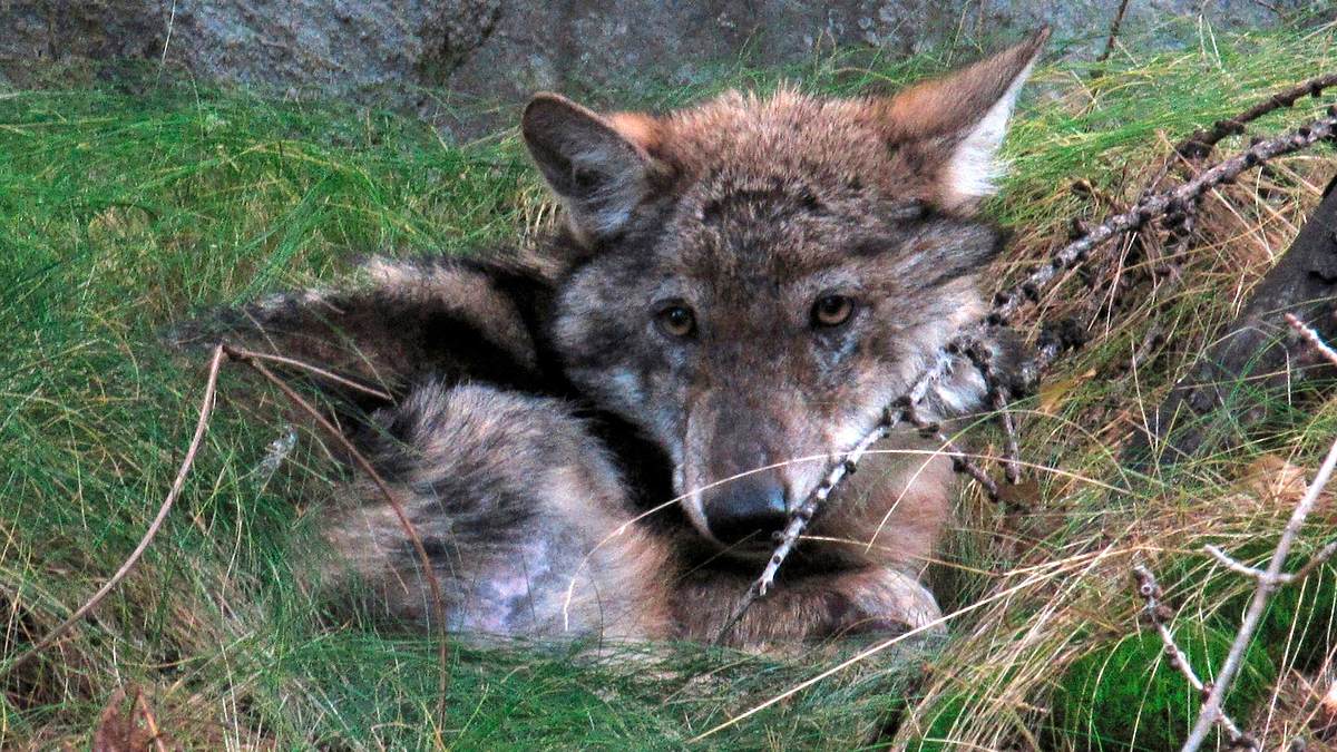 abenteuer wildnis