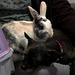 Hautnah: Die Tierklinik Thumbnail
