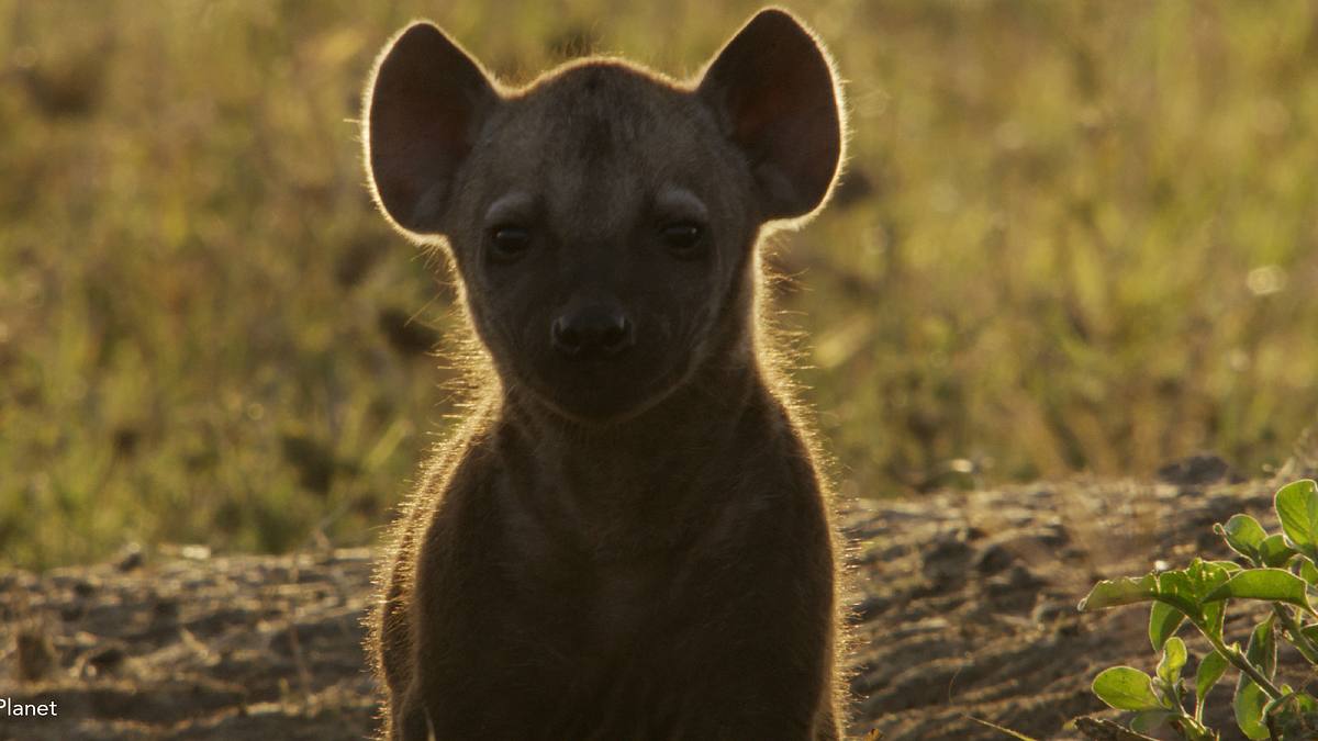 tierbabys in afrika