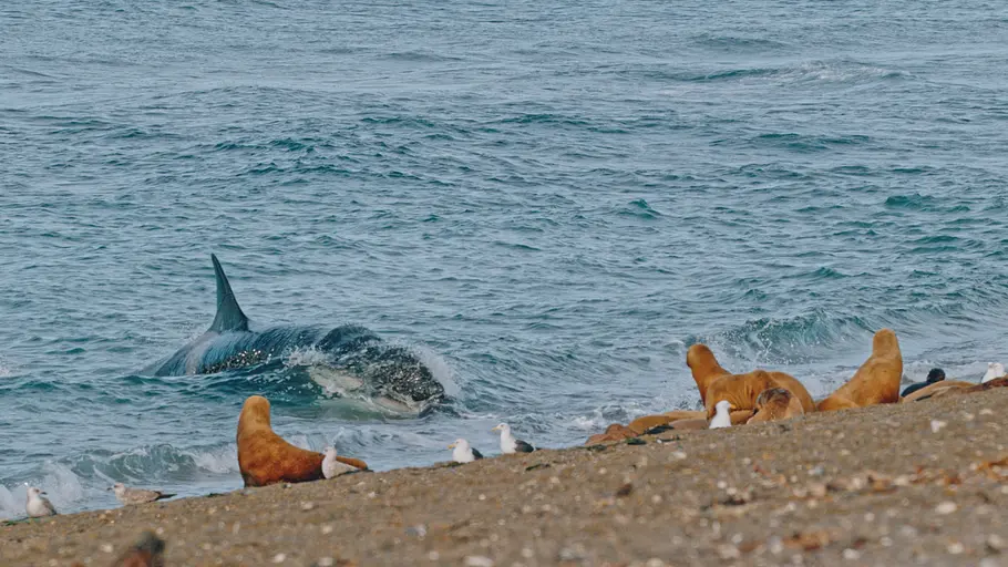 Sea Hunters - Jäger der Ozeane sea hunters - jäger der ozeane