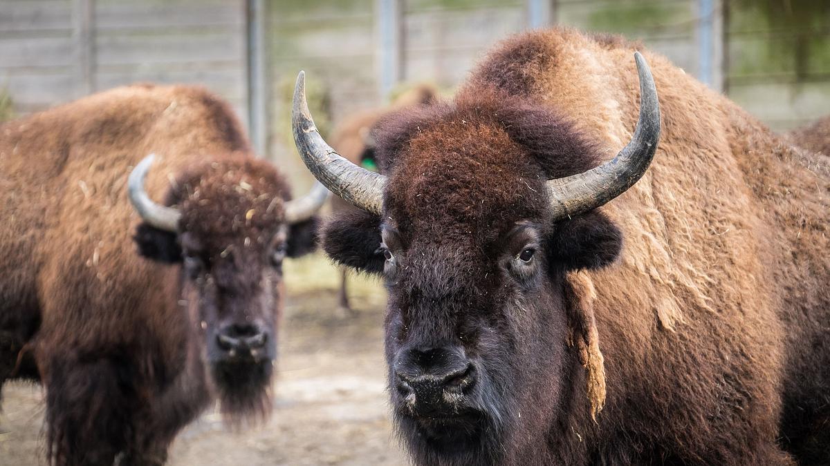bronx zoo - tierpark der superlative