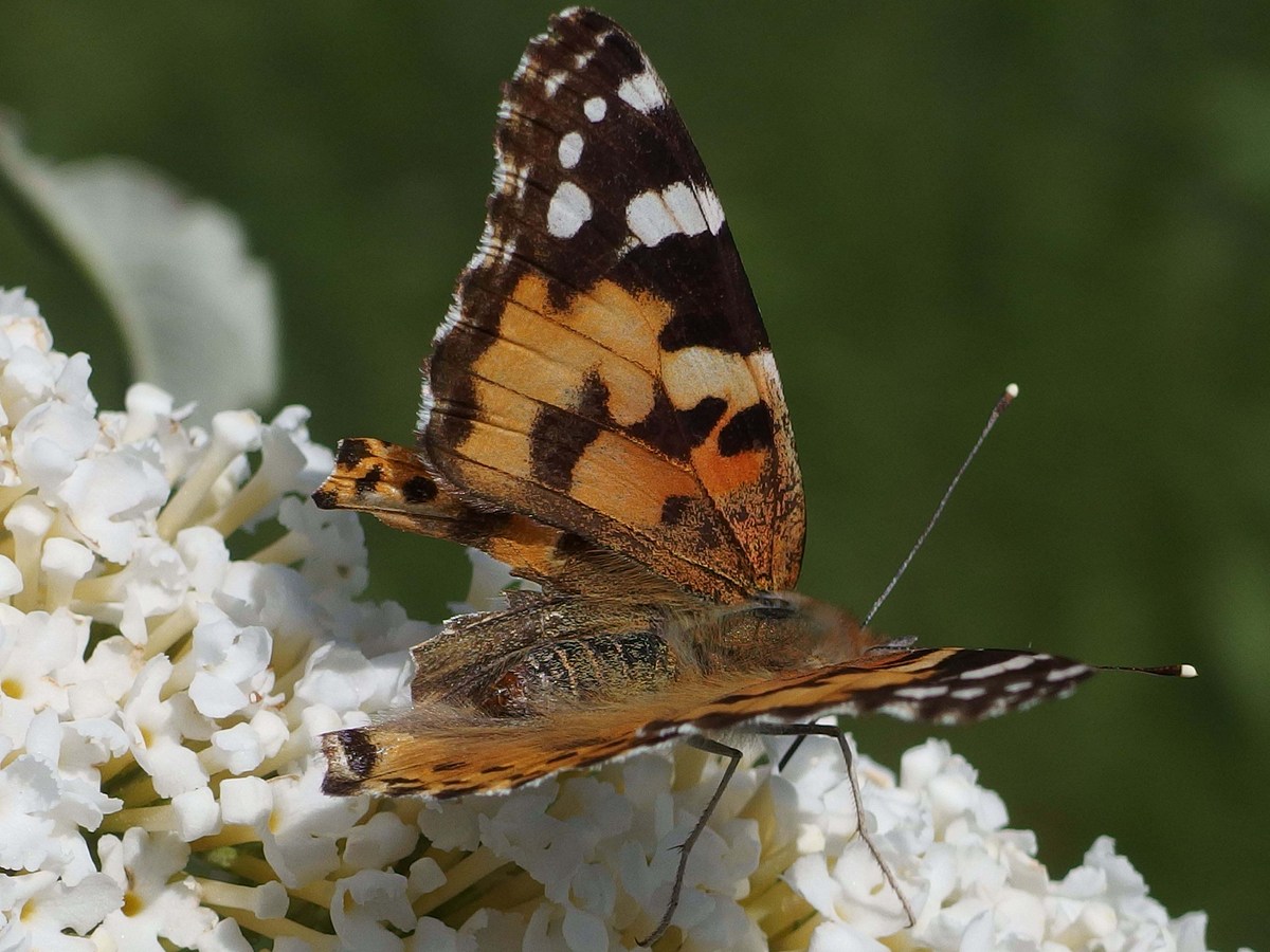 Kampf im Bauerngarten kampf im bauerngarten