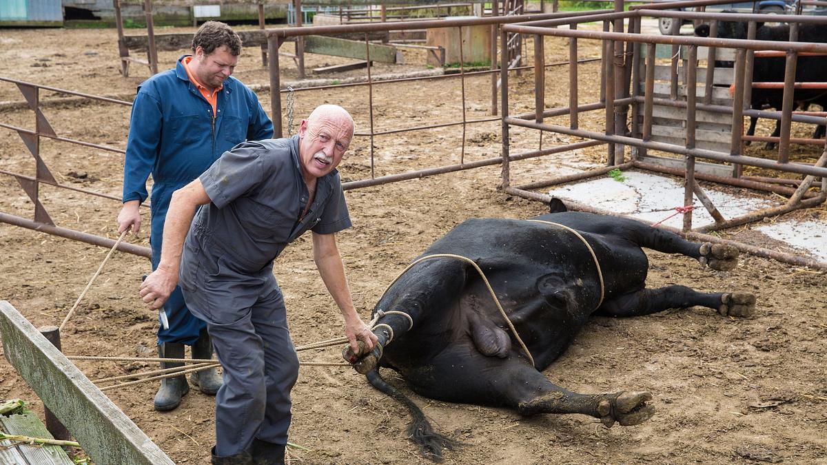der unglaubliche dr. pol