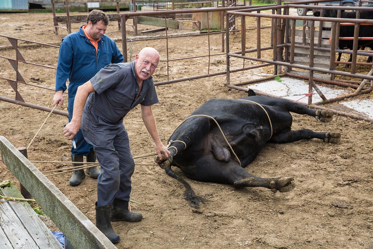 Der unglaubliche Dr. Pol der unglaubliche dr. pol