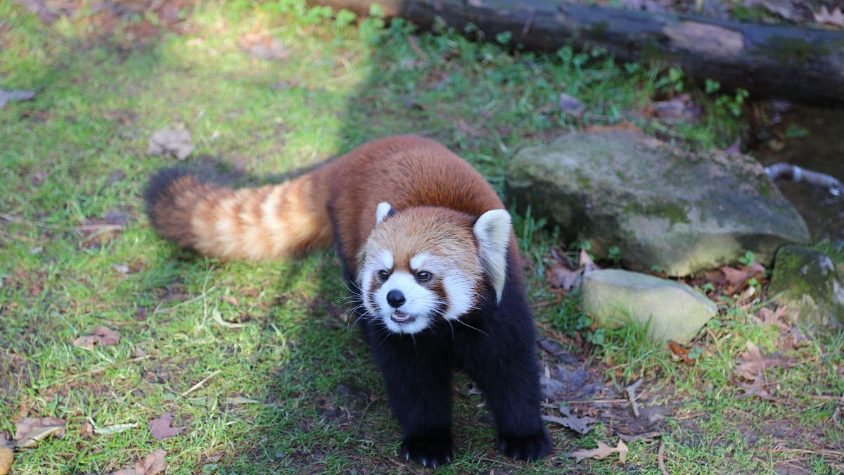 bronx zoo - tierpark der superlative