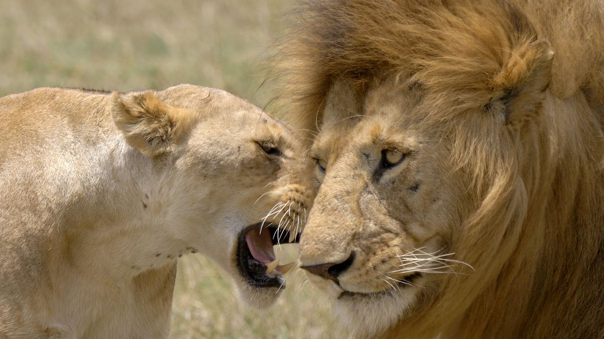 die großkatzen der masai mara