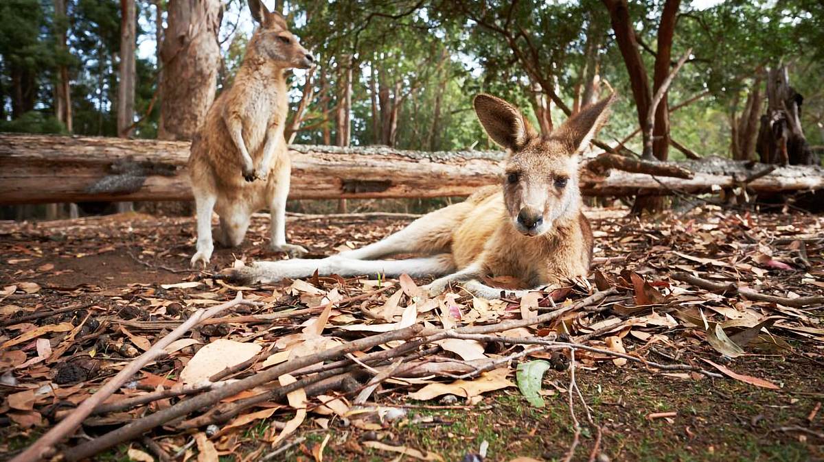 wildlife diaries australien