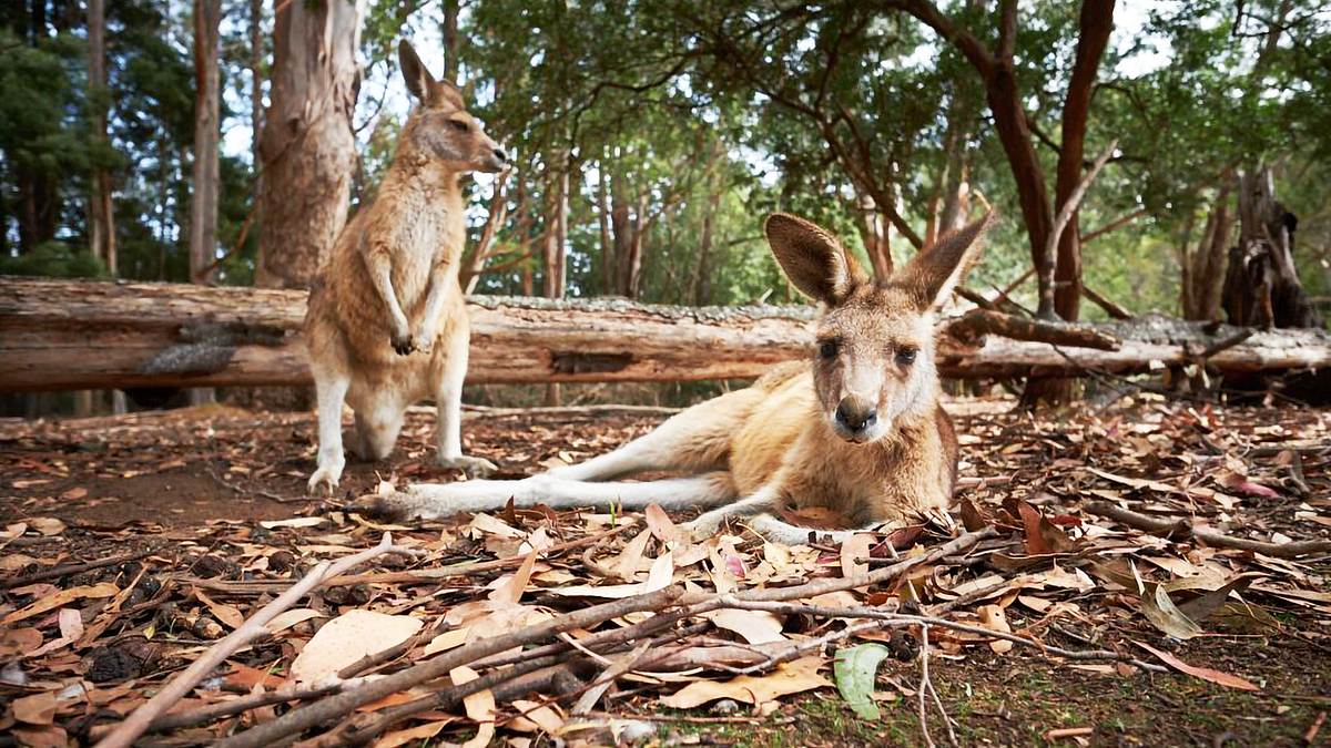 wildlife diaries australien