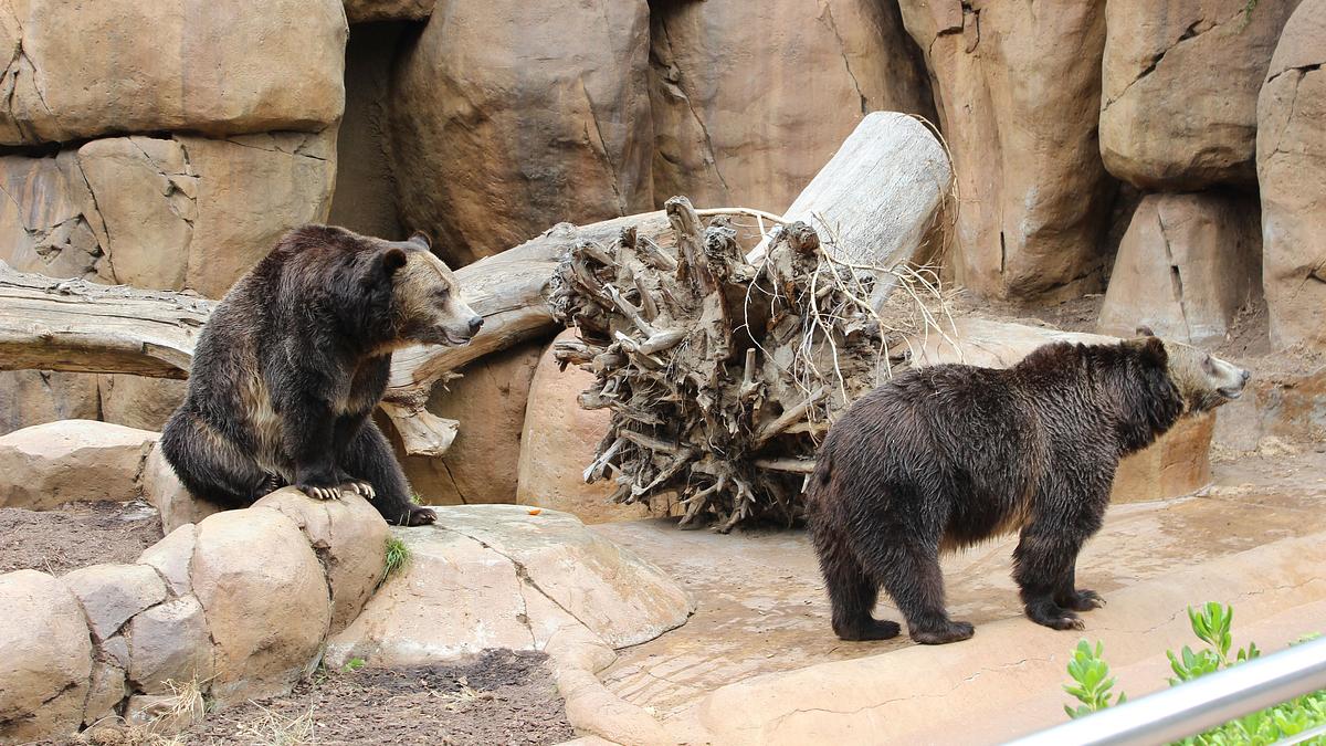 san diego zoo