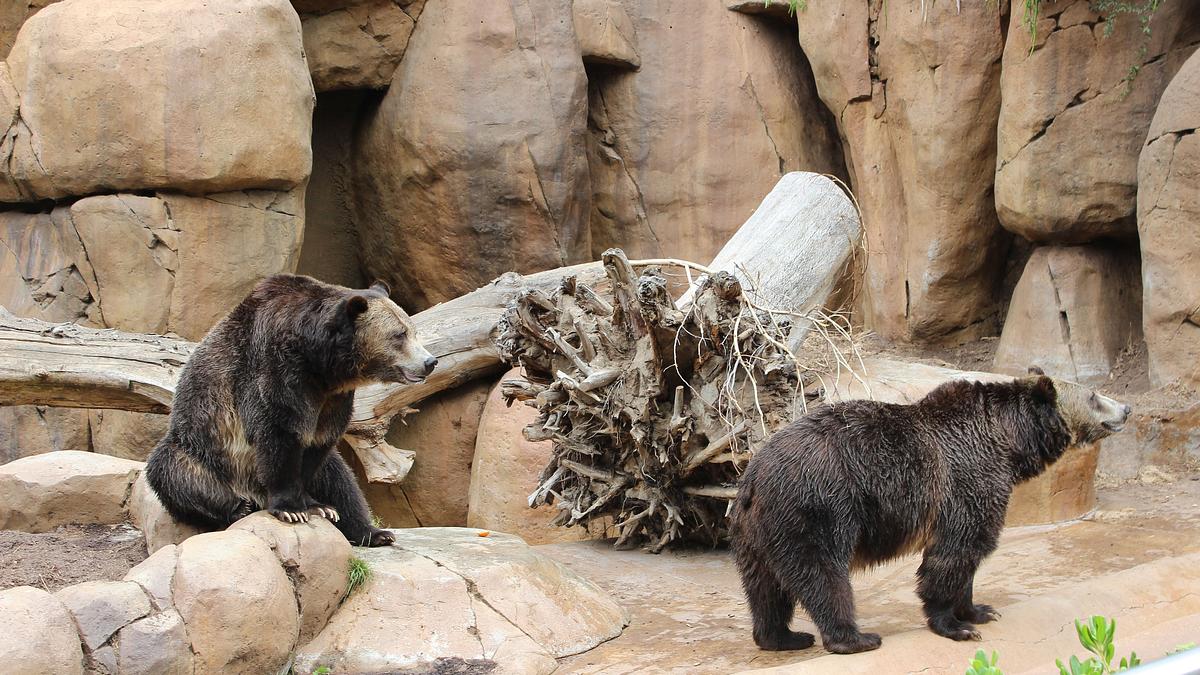 san diego zoo