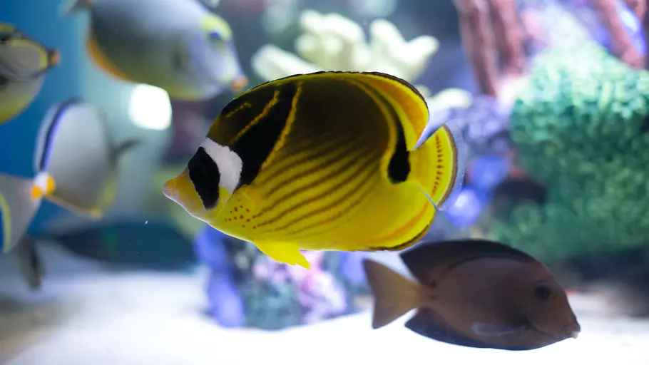 Die Aquarium-Profis die aquarium-profis