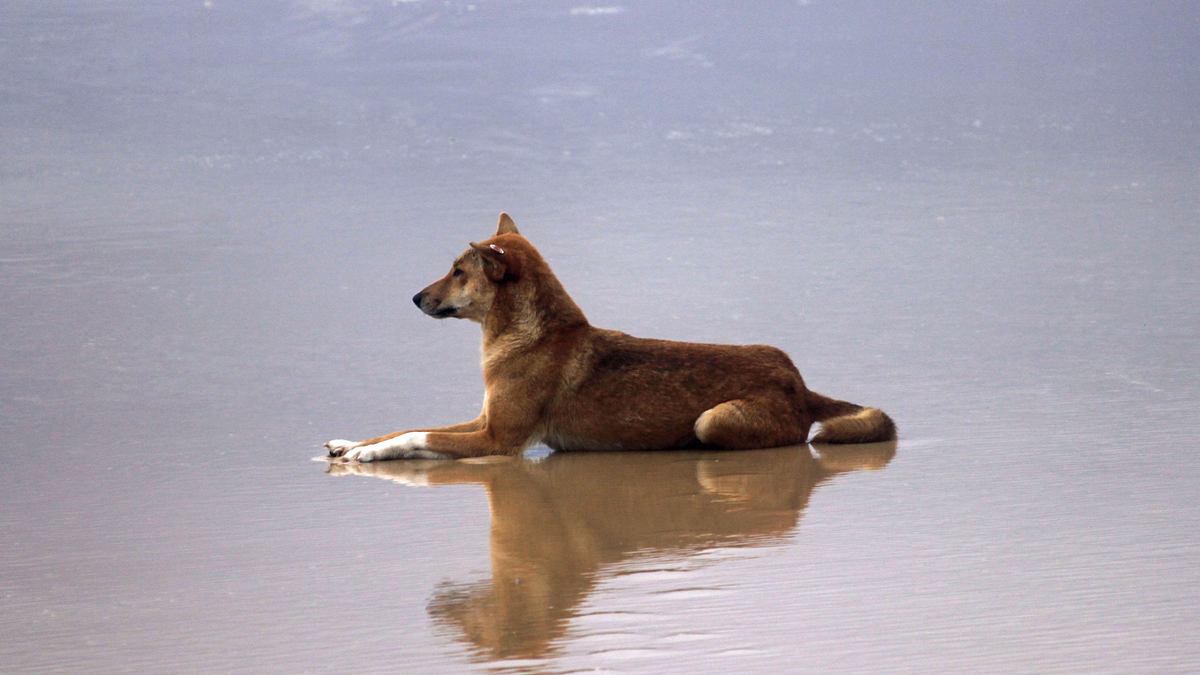 der dingo - ein wildhund im fadenkreuz