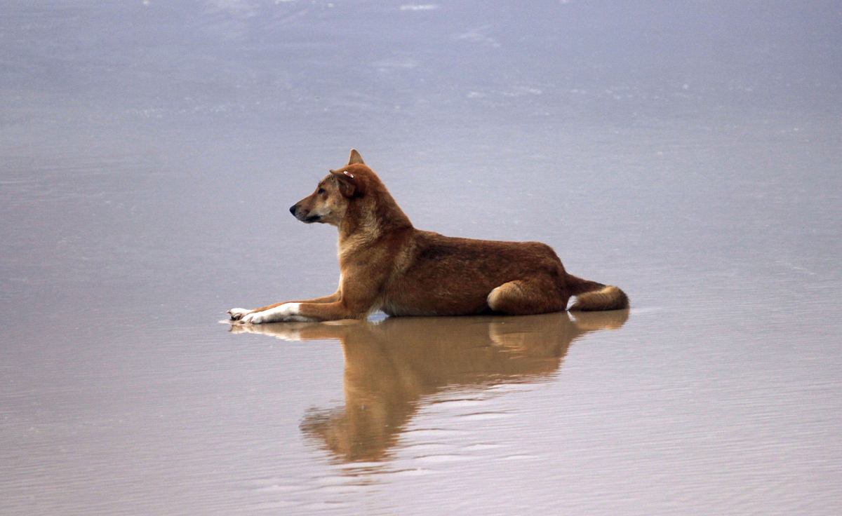 der dingo - ein wildhund im fadenkreuz