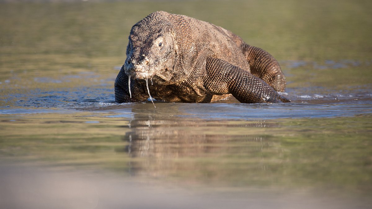 ein tag im leben eines komodowarans