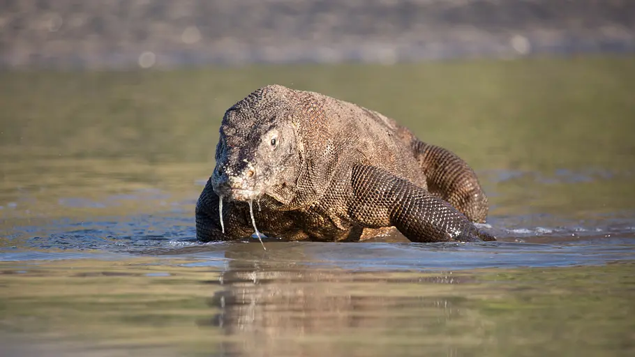 Ein Tag im Leben eines Komodowarans ein tag im leben eines komodowarans