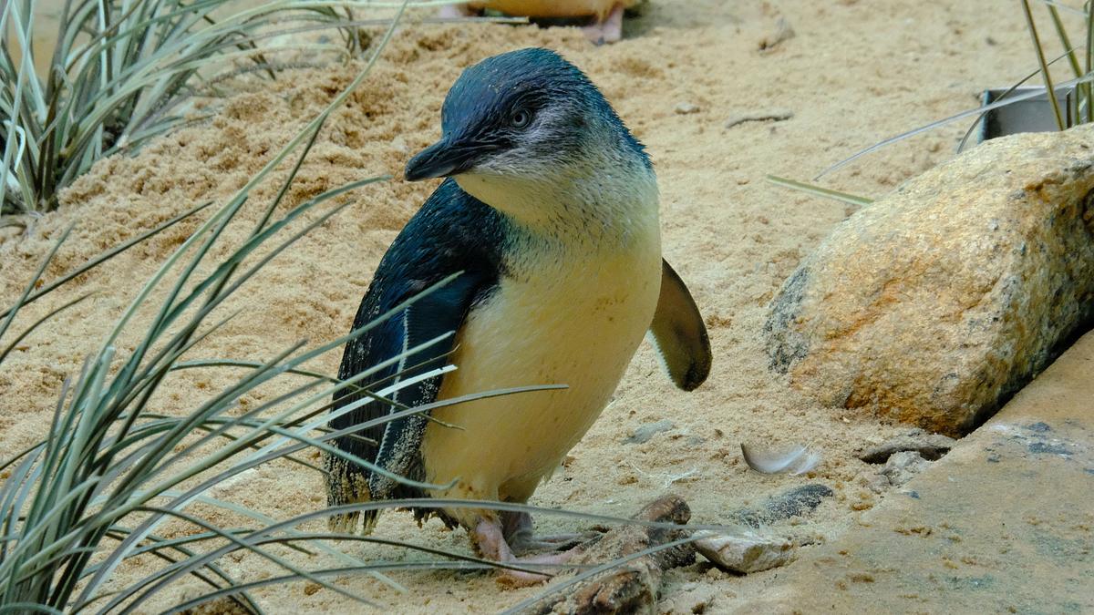 bronx zoo - tierpark der superlative